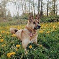 Luna - German Shepherd Mix Dog For Adoption Langley 5