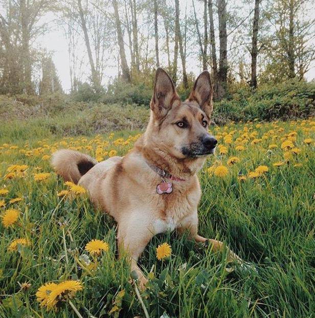 blond german shepherd