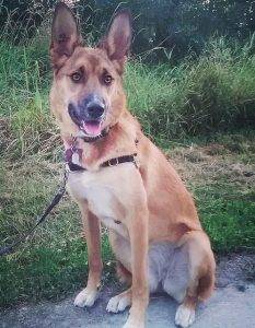 Luna - german shepherd mix dog for