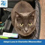 Luna, A Gray Korat Cat For Adoption In Mooresville Nc Near Charlotte