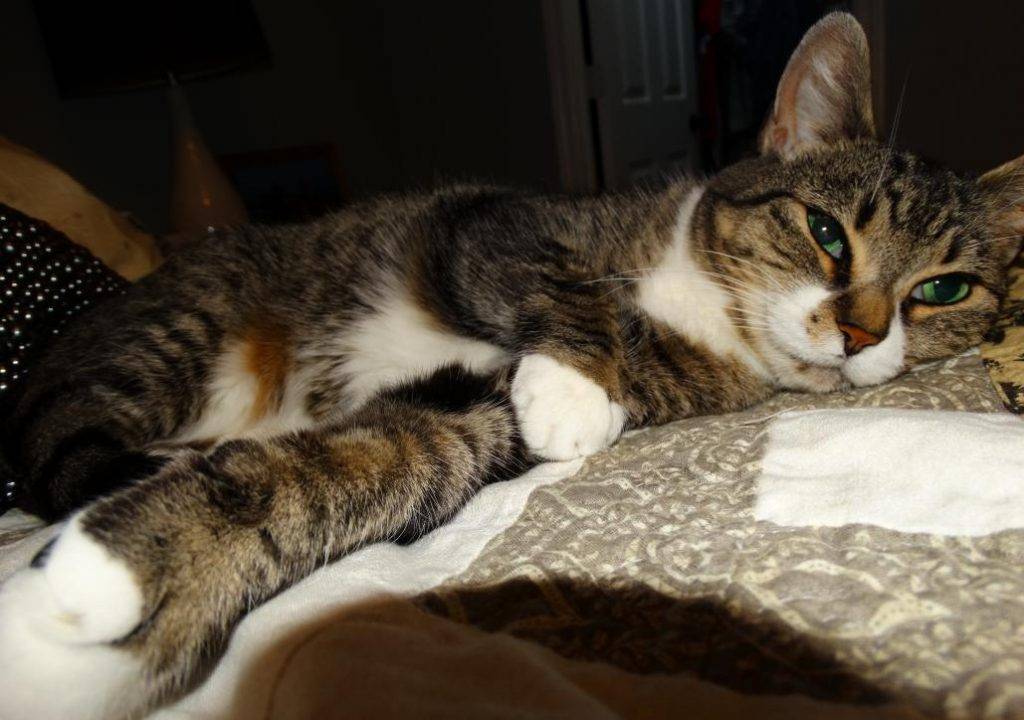 Luna - Senior Tabby Tuxedo Cat For Adoption Greensboro NC