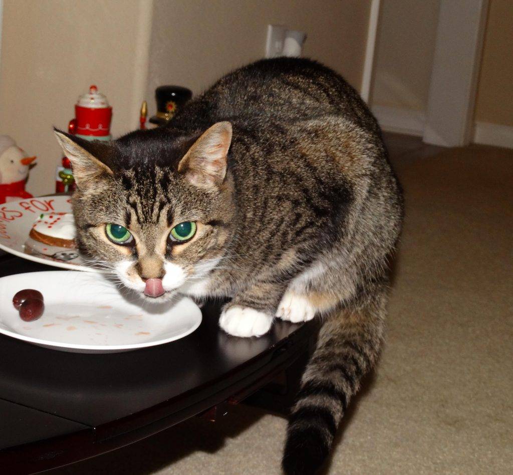 Luna - Senior Tabby Tuxedo Cat For Adoption Greensboro NC