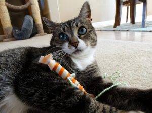 Photo Luna - senior tabby tuxedo cat for adoption greensboro nc