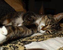 Luna - senior tabby tuxedo cat for adoption greensboro nc