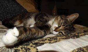 Luna - senior tabby tuxedo cat for adoption greensboro nc