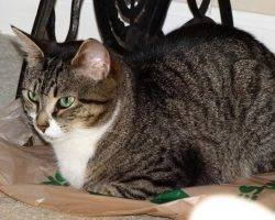 Luna - senior tabby tuxedo cat for adoption greensboro nc