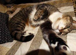 Luna - senior tabby tuxedo cat for adoption greensboro nc