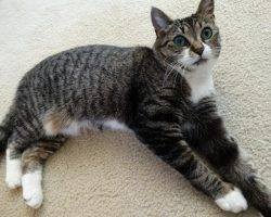 Luna - senior tabby tuxedo cat for adoption greensboro nc
