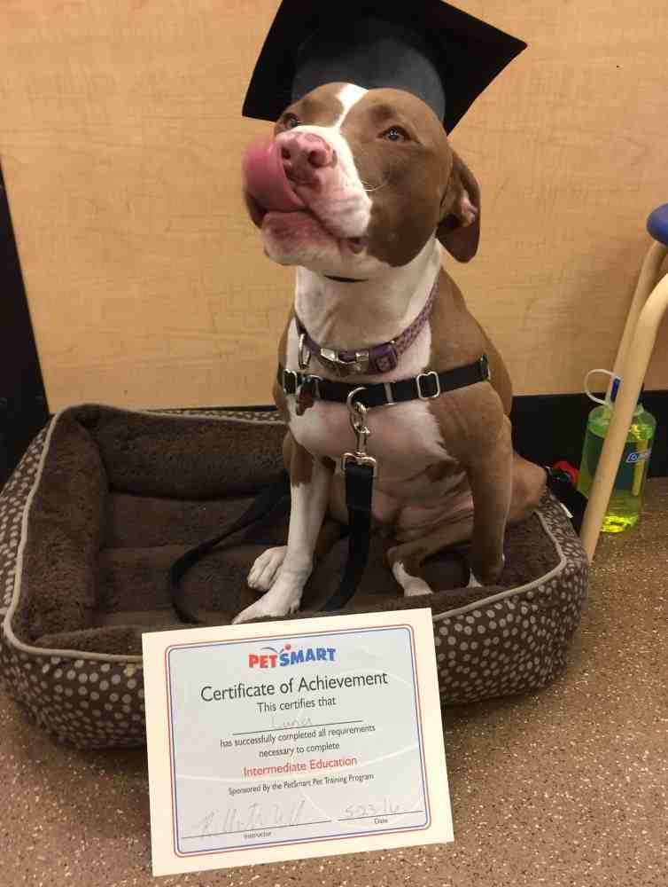 Luna - pitbull boxer mix dog for adoption denver co