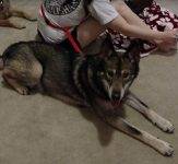 Luna - Wolf Hybrid German Shepherd Mix Dog For Adoption In Texas 2