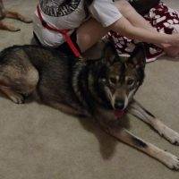 Luna - Wolf Hybrid German Shepherd Mix Dog For Adoption In Texas 2