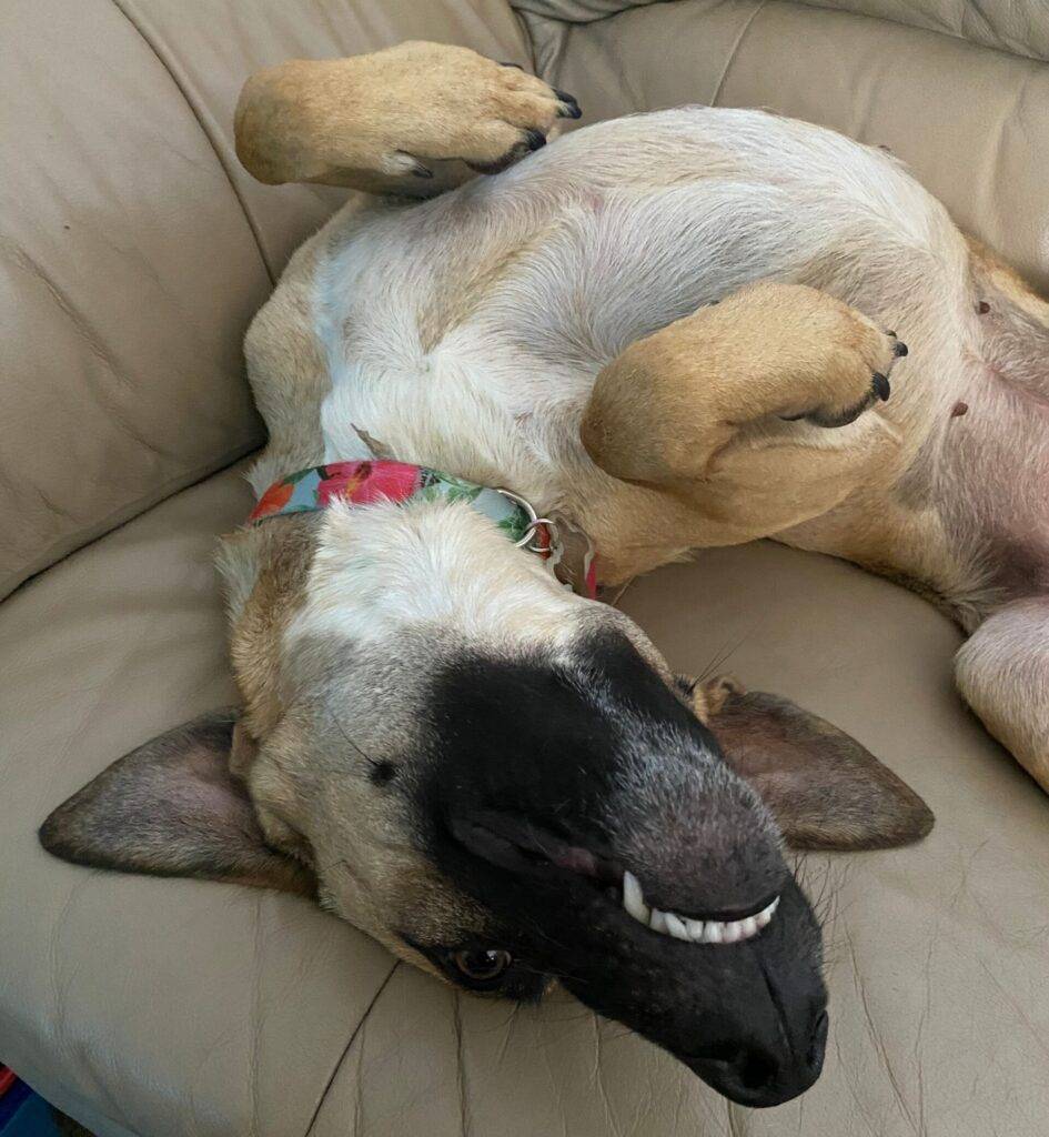 Lunah Belgian Malinois Mix Adoption Fairfield CA