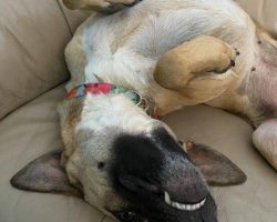 Lunah belgian malinois mix adoption fairfield ca