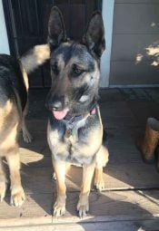 Lunna German Shepherd For Adoption Santa Cruz CA 4