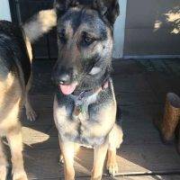 Lunna German Shepherd For Adoption Santa Cruz CA 4
