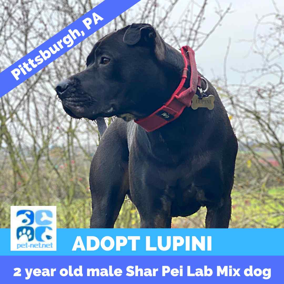 Black Labrador Retriever Rehoming Adoptable Pet Listings