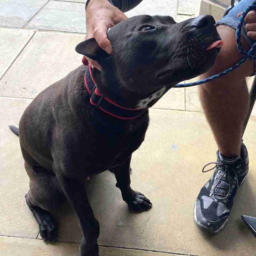 NO LONGER AVAILABLE Chinese Shar Pei Amstaff Mix Dog in Pittsburgh PA