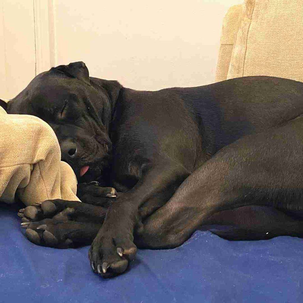 Stunning Black Male Shar Pei Black Lab Mix For Adoption in Pittsburgh PA