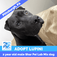Stunning Black Male Shar Pei Black Lab Mix Lab-Pei Dog For Adoption In Pittsburgh PA – Supplies Included – Adopt Lupini