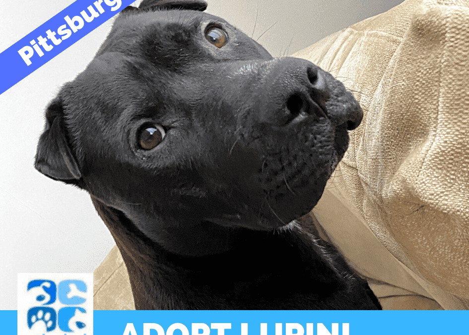 Chinese Shar Pei Amstaff Mix Dog For Adoption in Pittsburgh PA – Supplies Included – Adopt Lupini