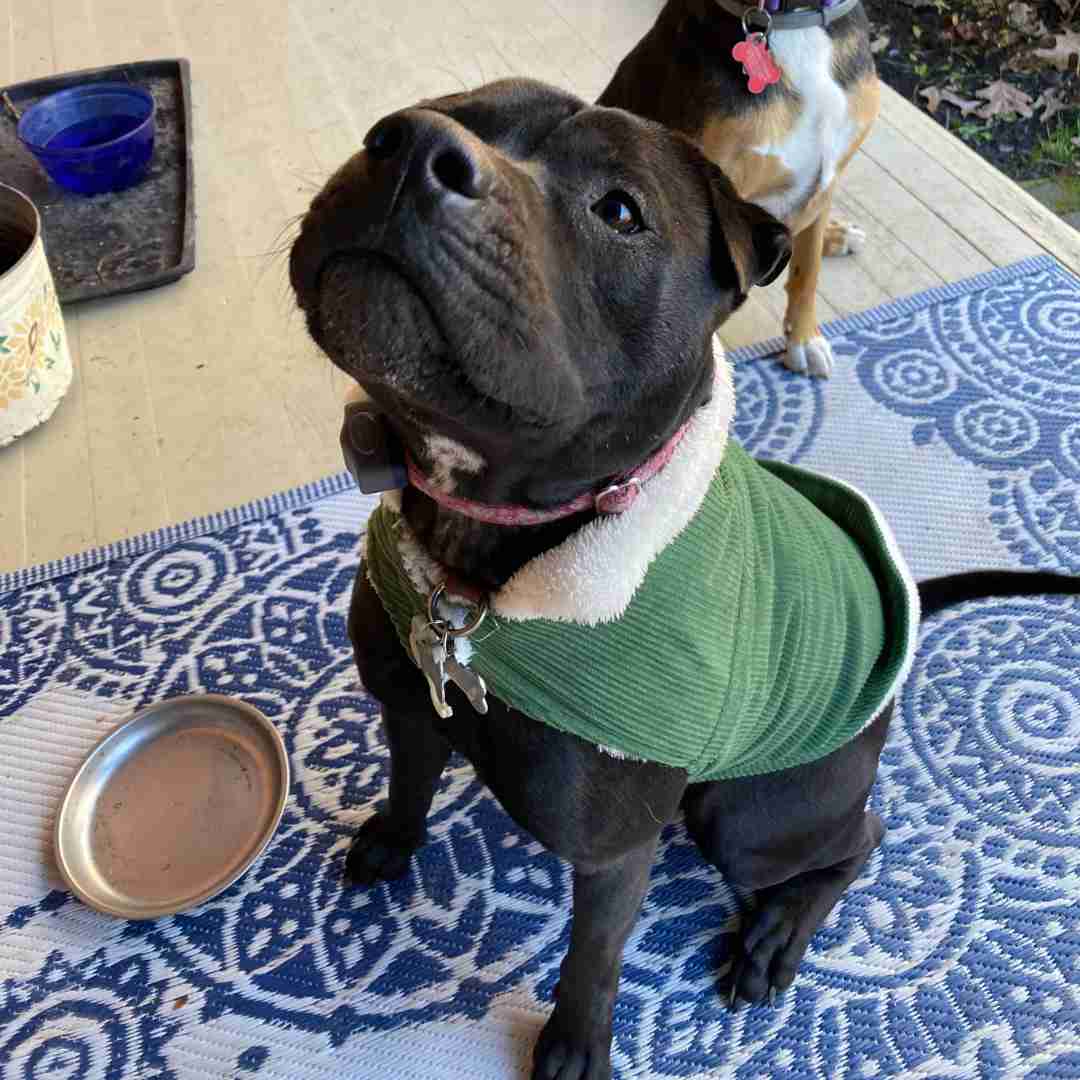 Stunning Black Male Shar Pei Black Lab Mix LabPei Dog For Adoption in Pittsburgh PA Supplies