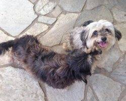 Lux jady yorkie mix dogs adoption arcadia ca 2