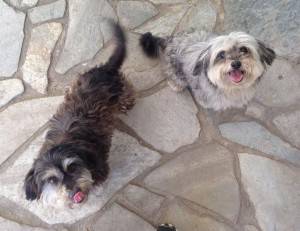 Lux jady yorkie mix dogs adoption arcadia ca