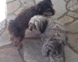 Lux jady yorkie mix dogs adoption arcadia ca 2