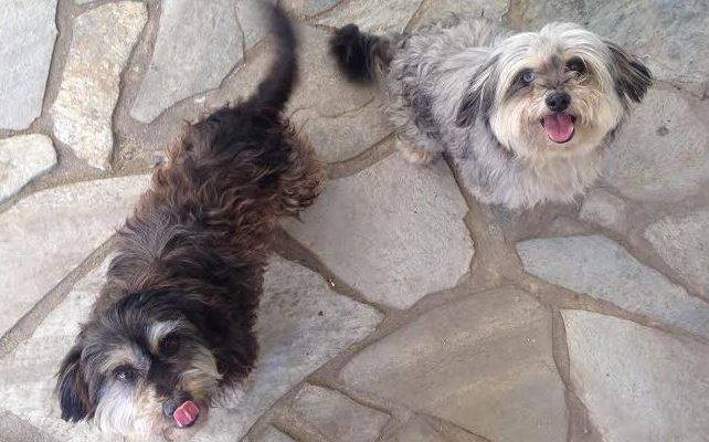 Lux Jady Yorkie Mix Dogs Adoption Arcadia CA