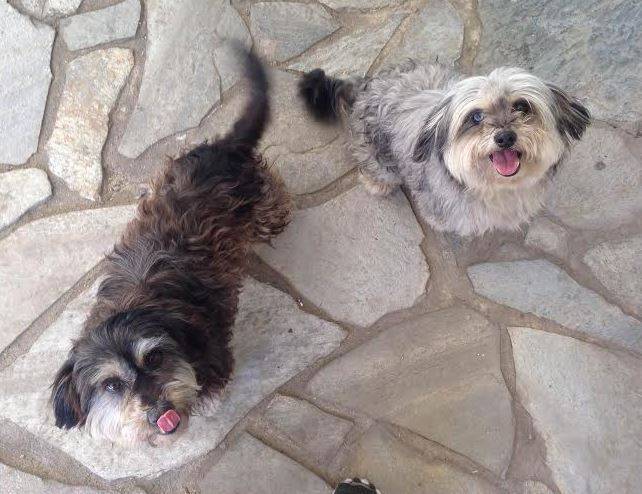 ADOPTED – Lux and Jady – Yorkshire Terrier Mix Dogs – Arcadia CA