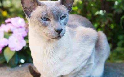 Lynx point siamese cat for adoption in modesto ca – supplies included – adopt christian