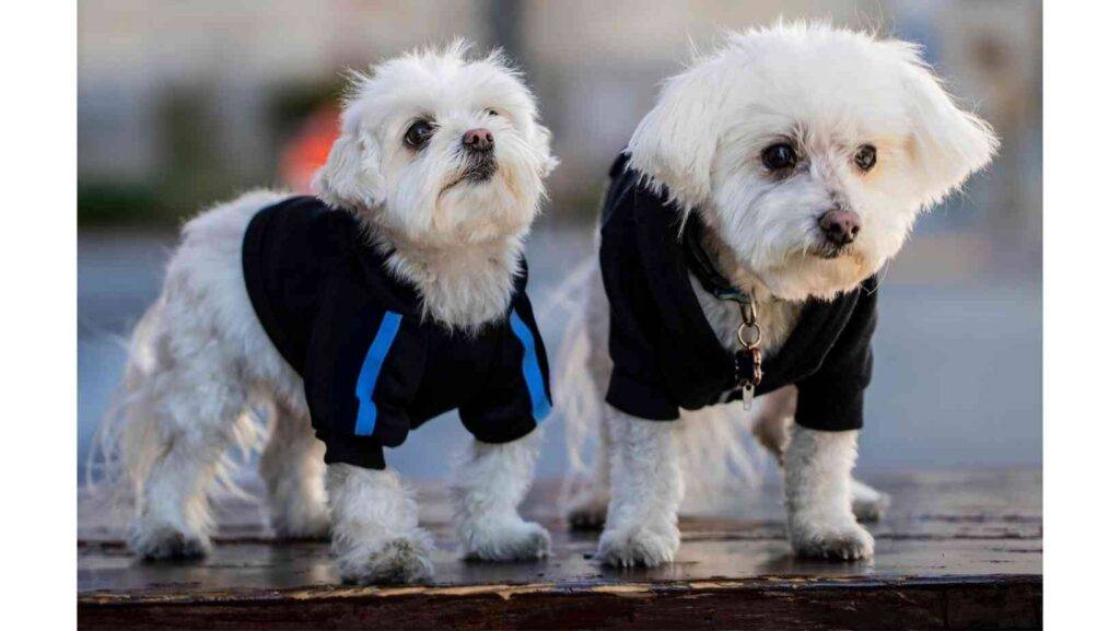 Stock photo of a pair of maltese dogs