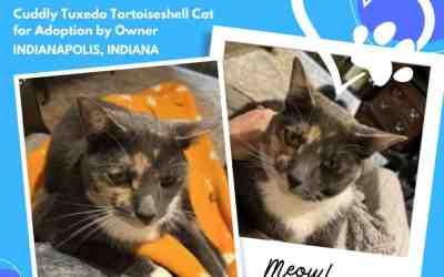 1 super cuddly tuxedo tortoiseshell cat for adoption in indianapolis indiana in – meet marmalade