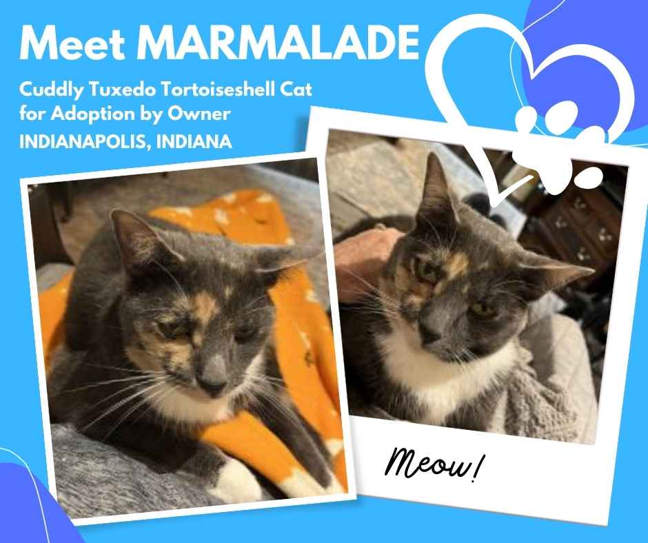 MARMALADE CAT ADOPTION INDIANAPOLIS (1)