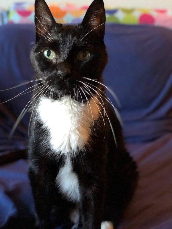 Tuxedo Cat For Adoption in Portland Oregon