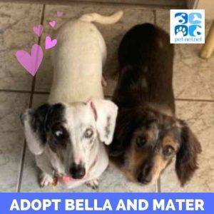 Miniature dachshund dogs for adoption in college place washington – meet bella & mater
