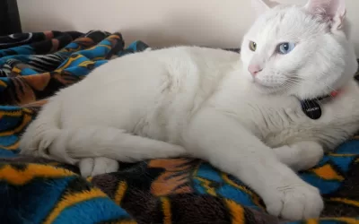 Odd-eyed male white shorthair cat for adoption in edmonton ab – meet mesmerizing memow