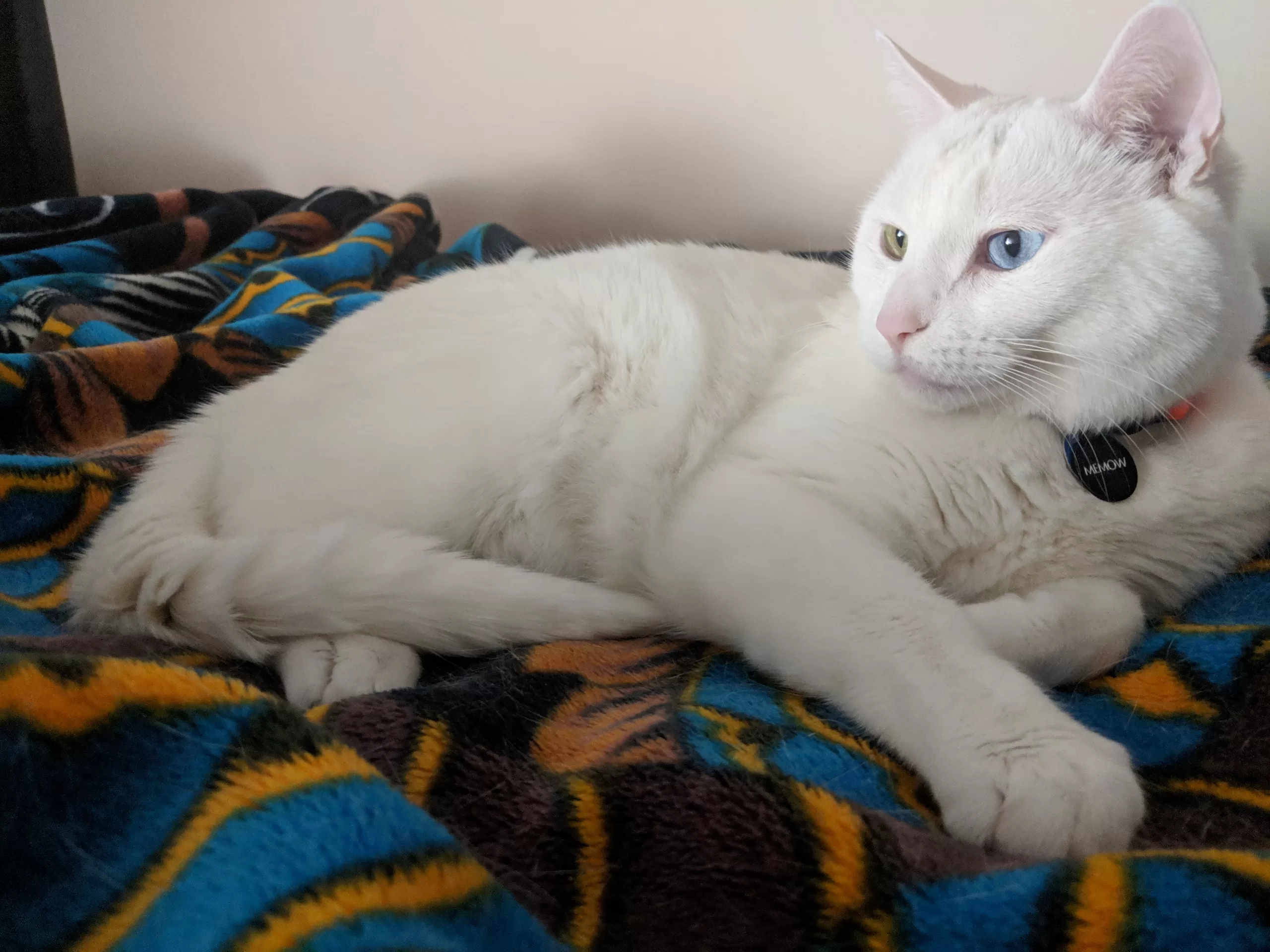 Memow - white odd eyed cat for adoption in Edmonton ab.