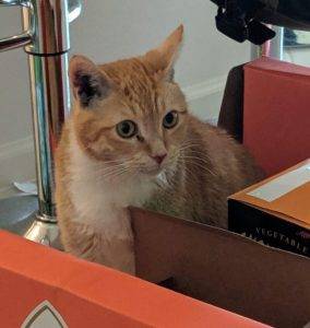 Egyptian orange tabby mix cat adoption philadelphia pa