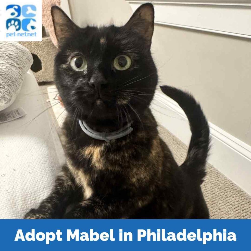 Beautiful tortoiseshell cat for adoption in philadelphia – meet mabel