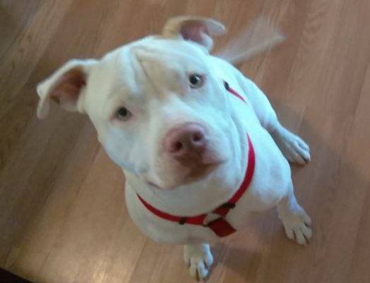 Amstaff Pitbull Mix Dog For Adoption San Antonio TX - 18 Month Male ...