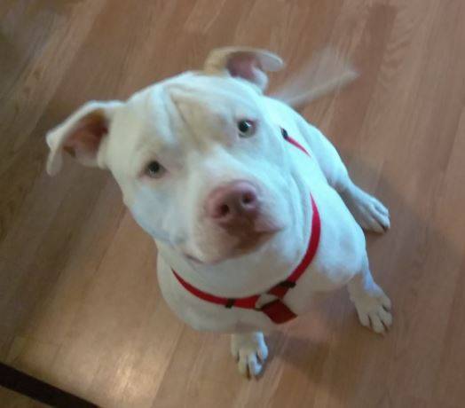 Mac Amstaff Pitbull Mix Dog For Adoption in San Antonio TX