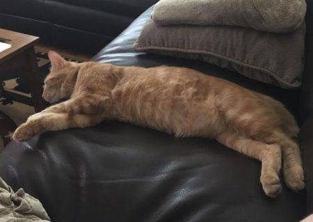 Mac - orange tabby cat for adoption in san antonio texas