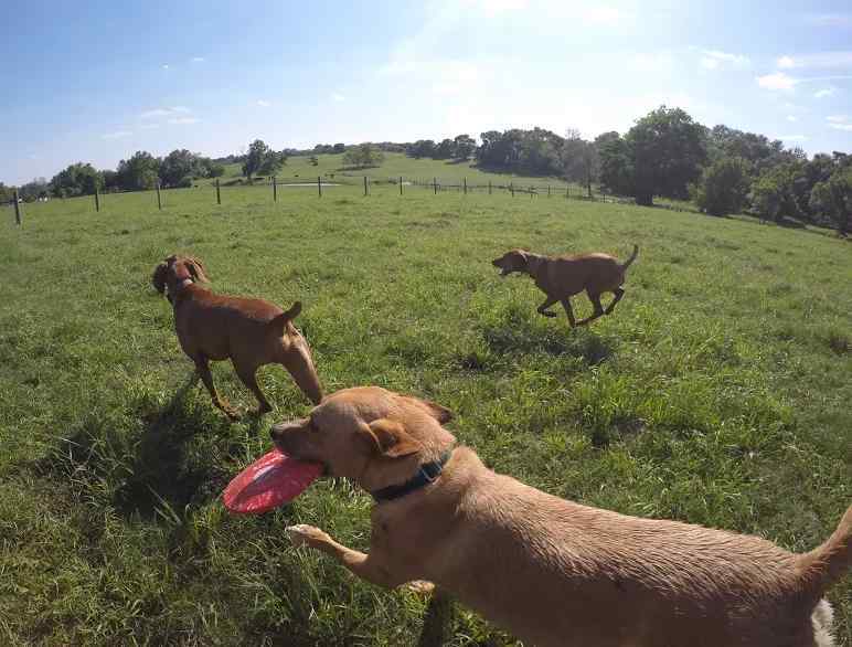 Mac Yellow Labrador Retriever Mix For Private Adoption in Houston TX 10