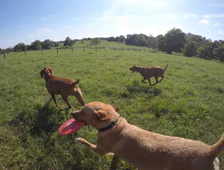 Mac yellow labrador retriever mix for private adoption in houston tx 10