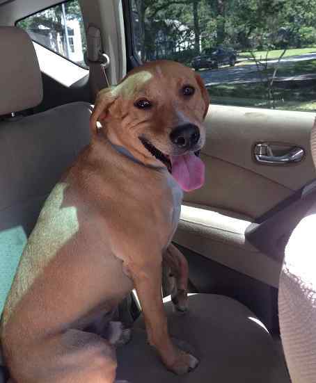 Mac yellow labrador retriever mix for private adoption in houston tx 10