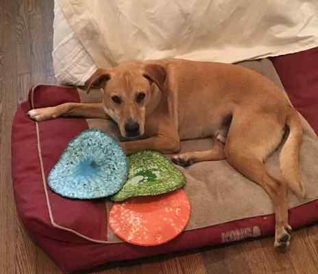 Mac yellow labrador retriever mix for private adoption in houston tx 10