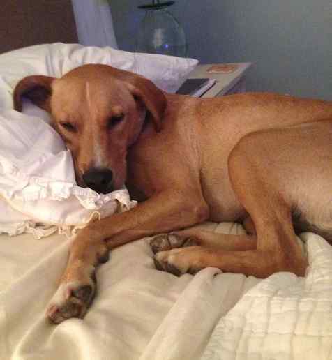 Mac yellow labrador retriever mix for private adoption in houston tx 10