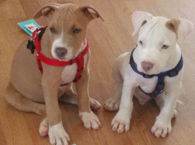 Mac and mac - amstaff pitbull dogs for adoption san antonio tx 3