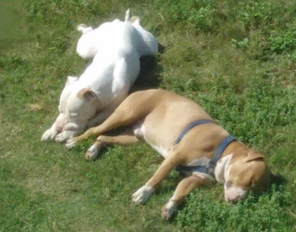 Amstaff pitbull mix dogs for adoption in san antonio tx